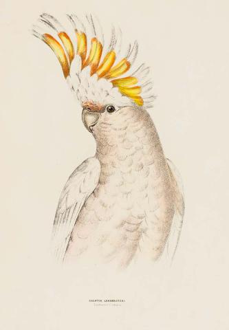 Artwork Leadbeater's cockatoo (Cacatua leadbeateri) this artwork made of Lithograph, hand-coloured on paper, created in 1870-01-01