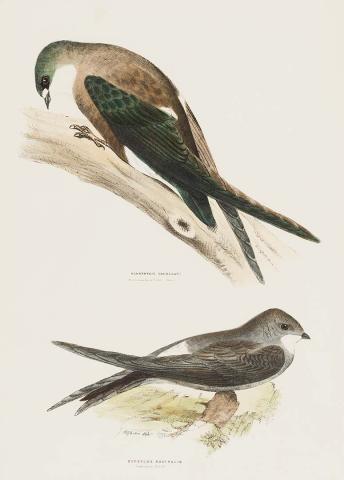 Artwork Spine-tailed swift (Acanthylis caudacuta) and Australian swift (Cypselus australis) this artwork made of Lithograph, hand-coloured on paper, created in 1870-01-01
