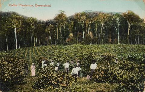 Artwork Coffee plantation, Queensland this artwork made of Postcard: Colour lithograph on paper, created in 1905-01-01