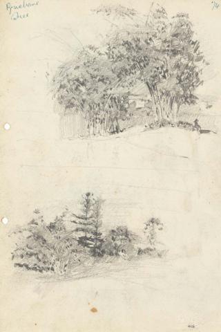 Artwork Bamboos near corner of Park and River Roads; Trees in Milton this artwork made of Pencil on sketch paper, created in 1915-01-01