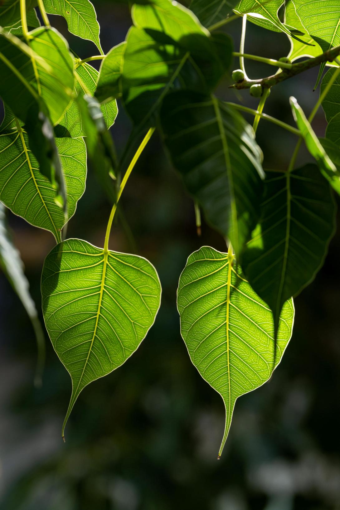 A close up of green tree leaves with light behind them.