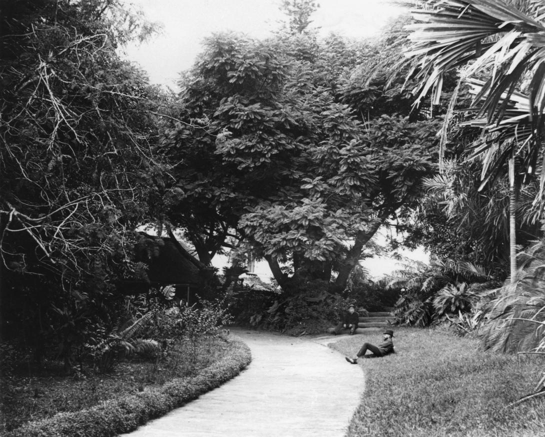 A black and white photograph depicts a garden with a large jacaranda tree and palms.
