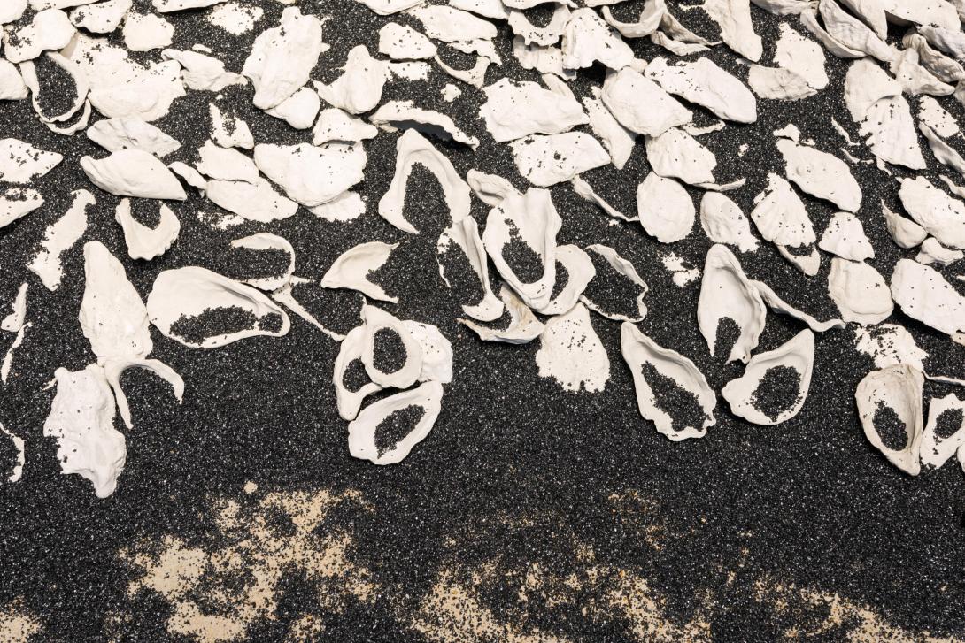 A work that appears as a midden of oyster shells on black sand, installed on the floor of a gallery space.