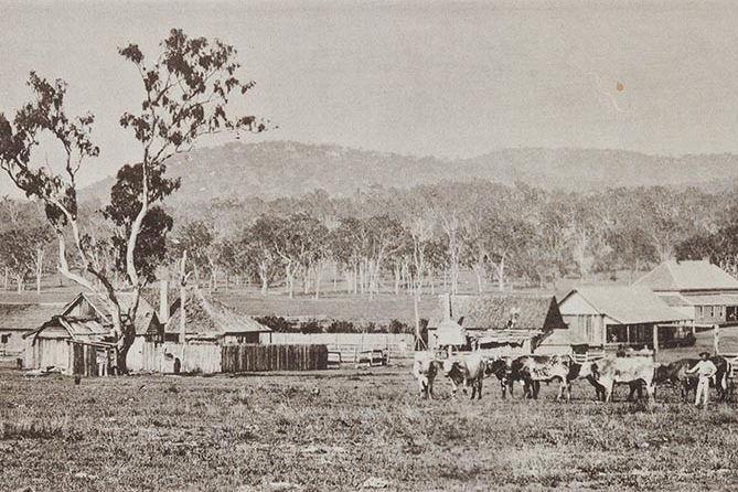 A black-and-white photo of an 1870s cottage farmhouse with cows nearby