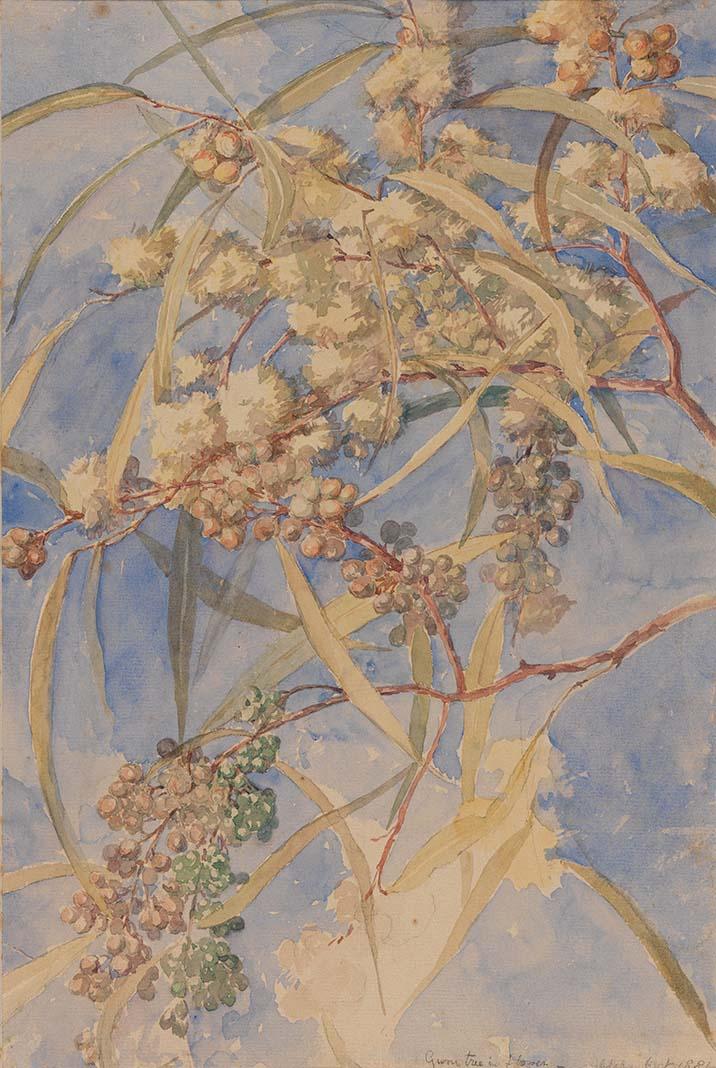 Artwork Gum tree in flower this artwork made of Watercolour over pencil on wove paper, created in 1884-01-01