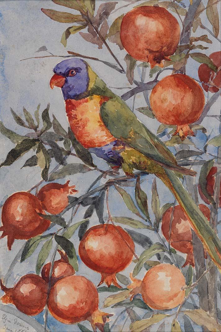 Artwork Rosella and pomegranates, Elgin Downs this artwork made of Watercolour over pencil on wove paper, created in 1884-01-01