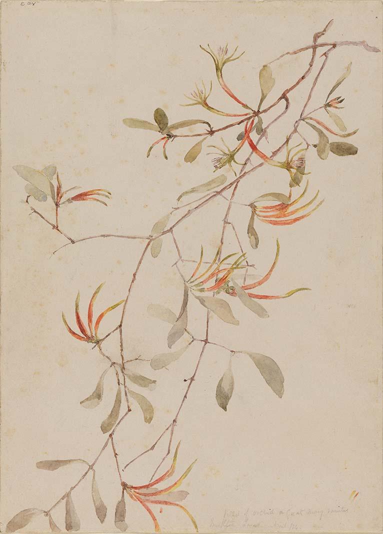 Artwork Kind of orchid, a great many varieties this artwork made of Watercolour over pencil on wove paper, created in 1884-01-01