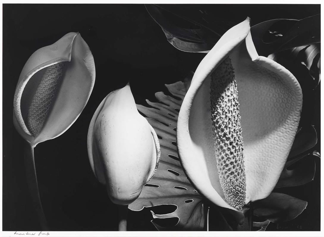 Artwork Monstera Deliciosa group this artwork made of Gelatin silver photograph on paper, created in 1983-01-01