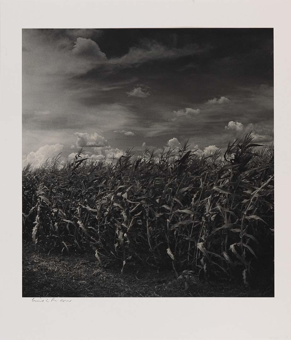 Artwork Wind in the corn this artwork made of Gelatin silver photograph on paper, created in 1948-01-01