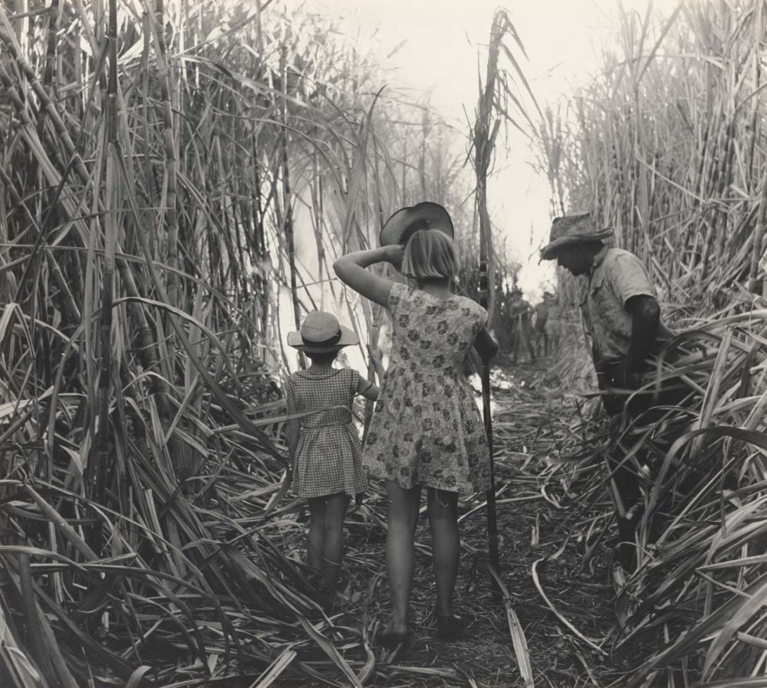 Artwork Burning cane, Burdekin District, Queensland this artwork made of Gelatin silver photograph on paper, created in 1953-01-01