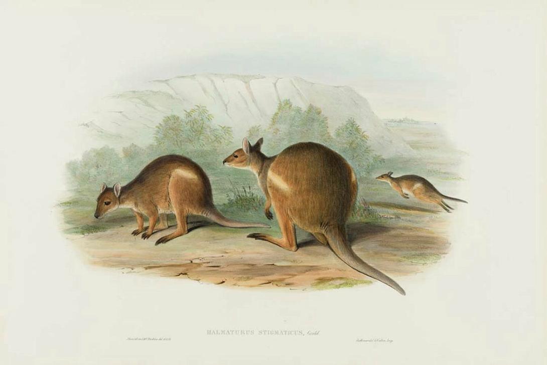 Artwork Halmaturus stigmaticus (Branded Wallaby) (from 'The mammals of Australia' series) this artwork made of Lithograph, hand-coloured on paper, created in 1845-01-01