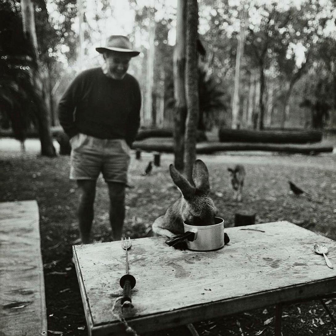 Artwork Hungry kangaroo at breakfast, Carnarvon Gorge National Park (from 'Journeys north' portfolio) this artwork made of Gelatin silver photograph on paper, created in 1986-01-01