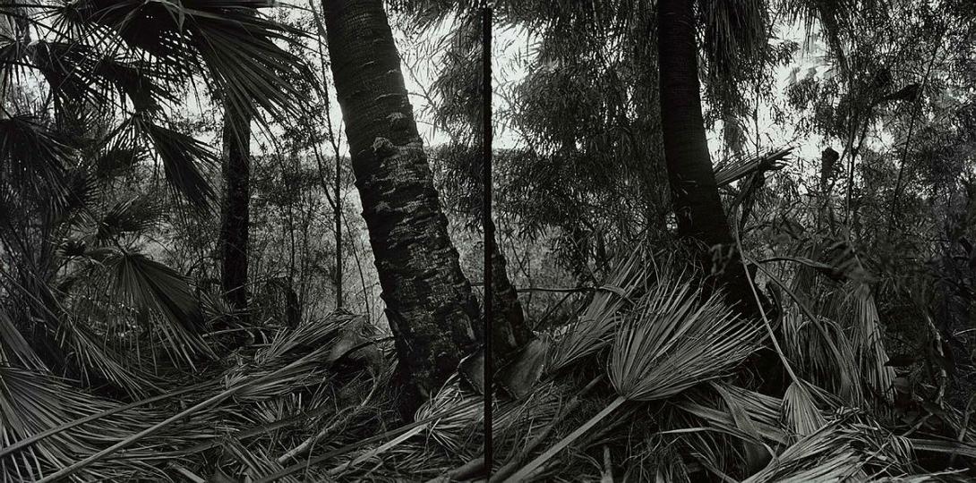 Artwork River bank, Lawn Hill National Park (from 'Journeys north' portfolio) this artwork made of Gelatin silver photograph on paper, created in 1986-01-01