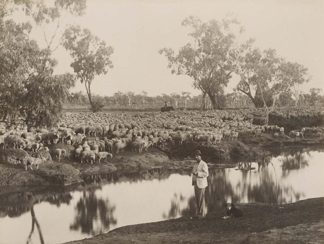 Artwork (Sheep, Central Region) this artwork made of Gelatin silver photograph on paper, created in 1912-01-01