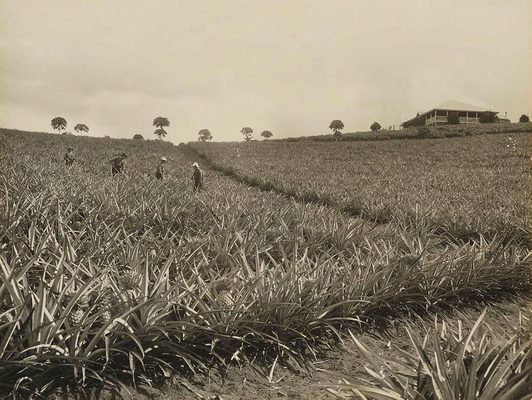 Artwork (Pineapple, Woombye) this artwork made of Gelatin silver photograph on paper, created in 1912-01-01