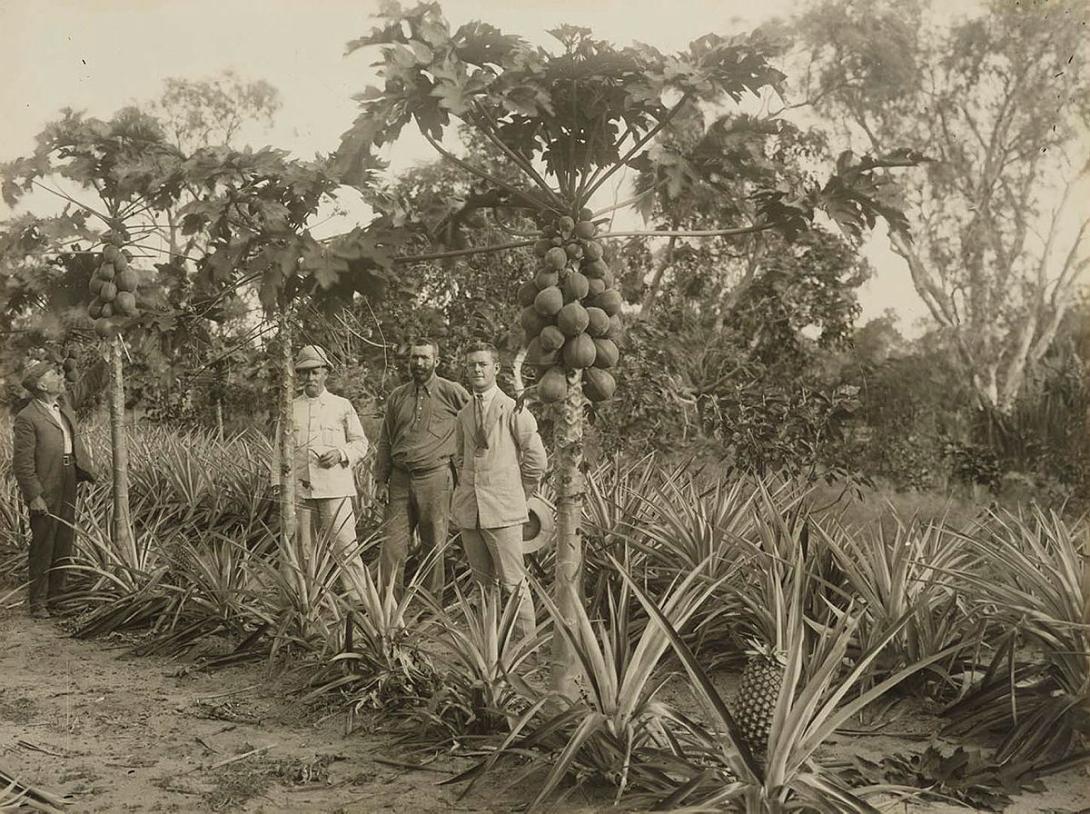 Artwork (Pawpaw and pineapple, Magnetic Island) this artwork made of Gelatin silver photograph on paper, created in 1912-01-01