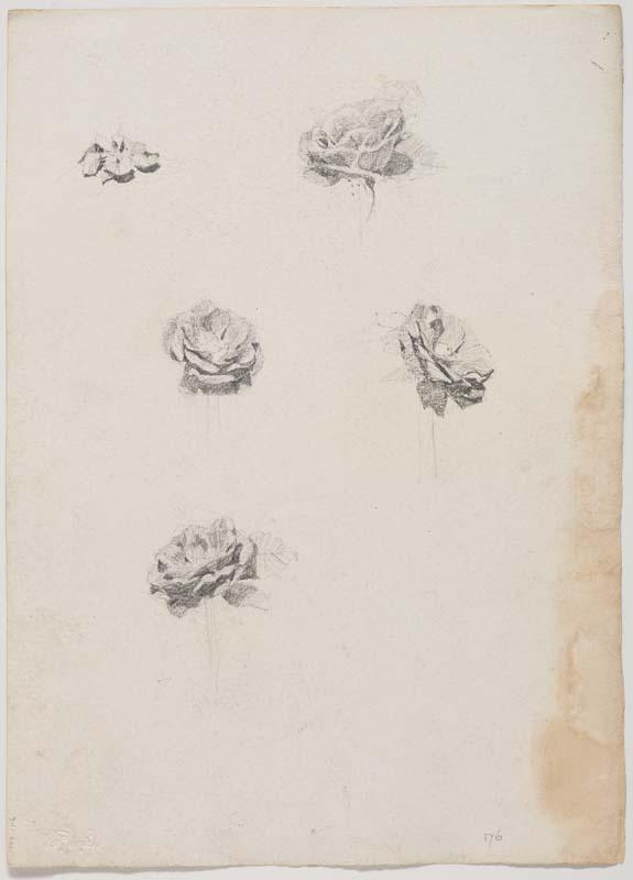 Artwork (Rose studies) this artwork made of Pencil on paper, created in 1914-01-01