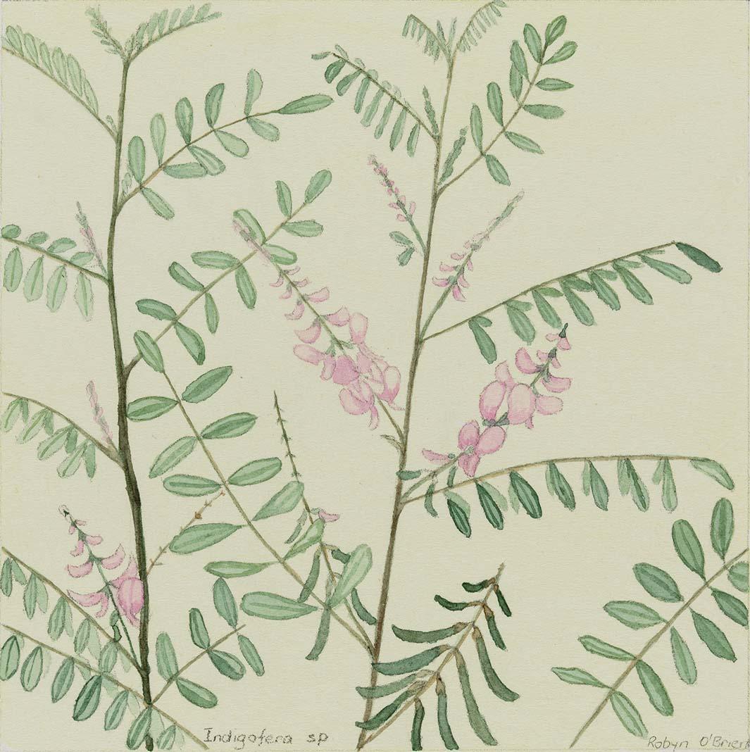 Artwork Indigofera sp (Indigo) this artwork made of Watercolour over pencil on wove, handmade paper, created in 1980-01-01