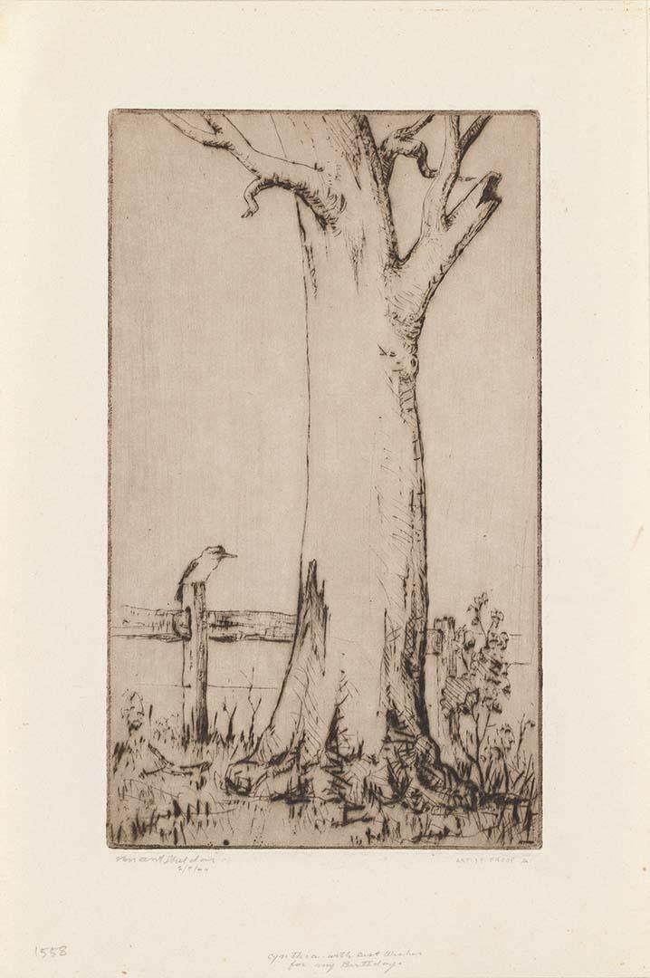 Artwork (Old tree with kookaburra to the left) this artwork made of Drypoint on off-white wove paper, created in 1944-01-01