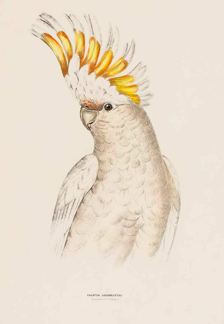 Artwork Leadbeater's cockatoo (Cacatua leadbeateri) this artwork made of Lithograph, hand-coloured on paper, created in 1870-01-01