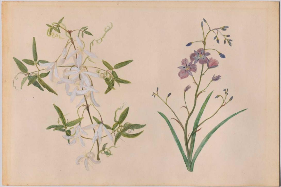 Artwork Clematis and Thysanotis (Common Fringe lily) this artwork made of Watercolour on paper, created in 1852-01-01