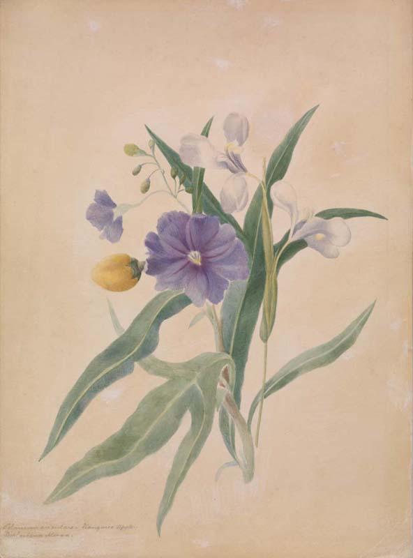 Artwork Solanum aviaclare (Kangaroo apple) and Diplarrhema latifolia this artwork made of Watercolour on paper, created in 1872-01-01