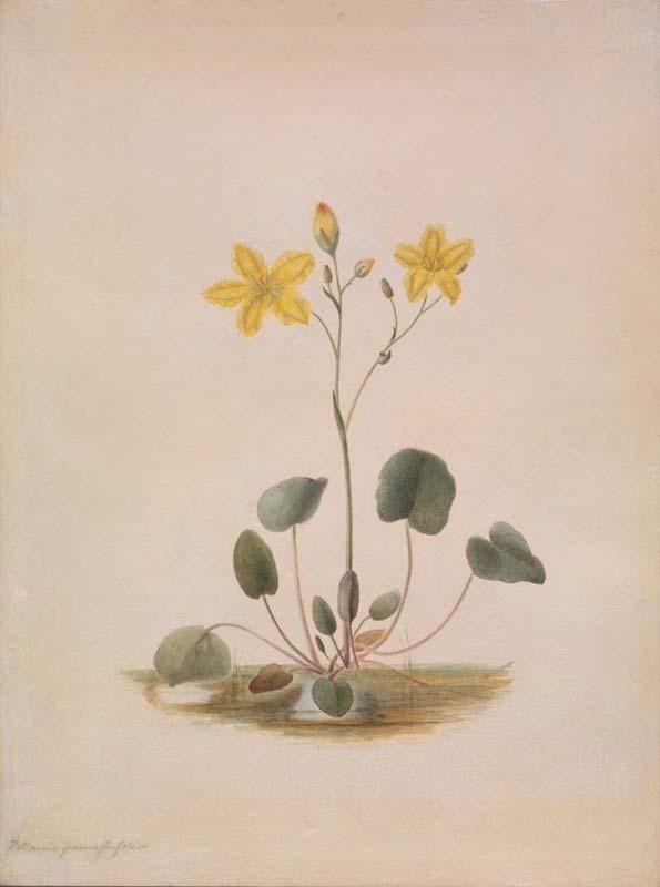 Artwork Nymphoides germinata this artwork made of Watercolour on paper, created in 1870-01-01