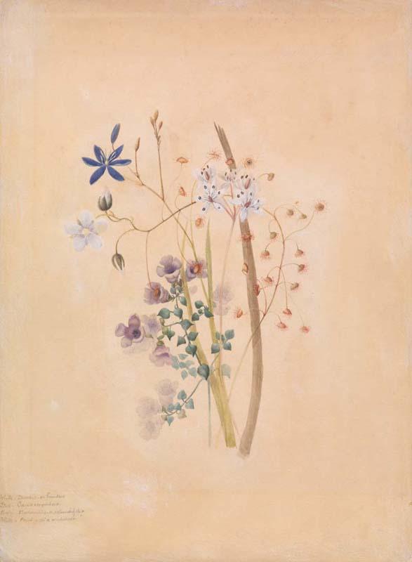 Artwork Prosanthera roundafolia, Stypandra caespitose, Burchardia unbelata and Drosera peltata this artwork made of Watercolour on paper, created in 1872-01-01