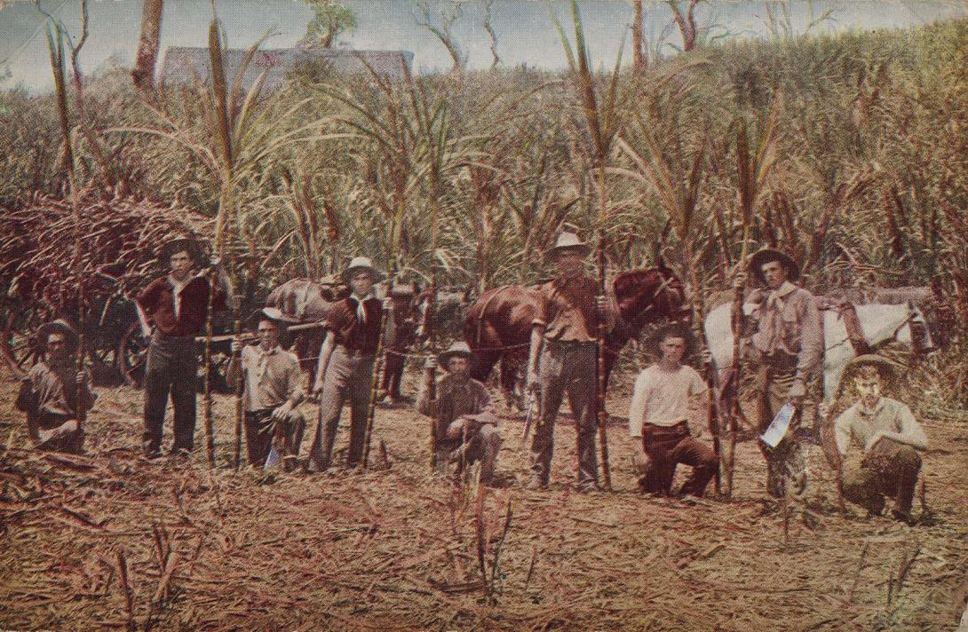 Artwork Sugarcane cutters in Queensland (from 'The Commonwealth of Australia’ series) this artwork made of Postcard: Colour lithograph on card, created in 1910-01-01