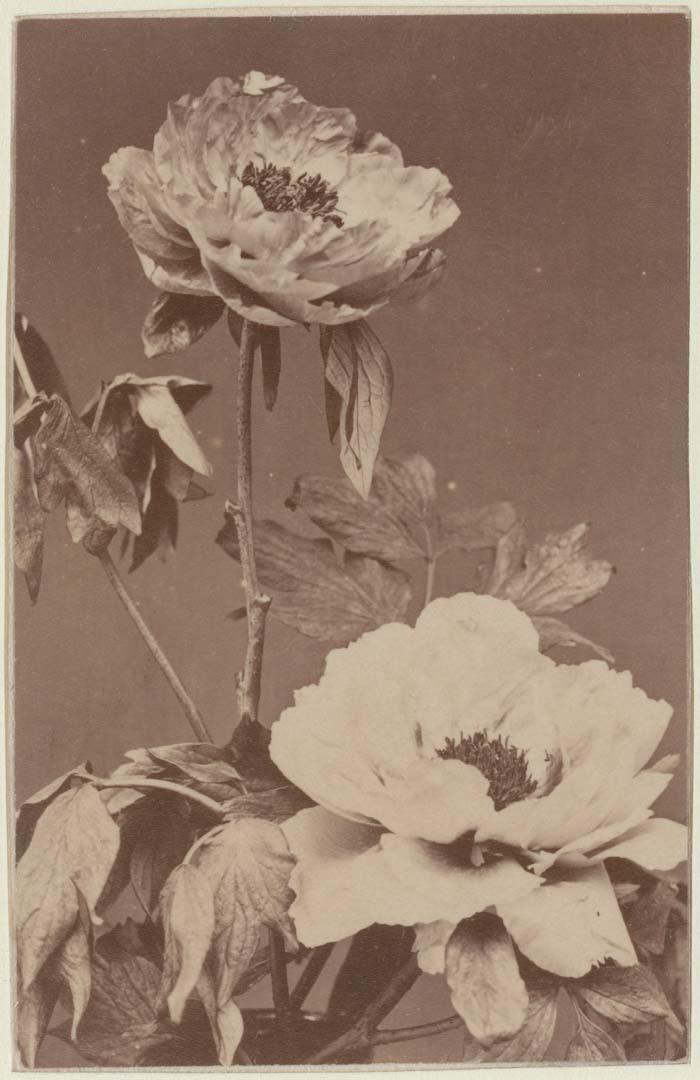 Artwork Flower study this artwork made of Albumen silver photograph in carte de visite format, created in 1880-01-01