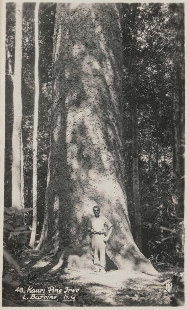 Artwork Kauri pine tree, L. Barrine, NQ this artwork made of (Murray Views, Gympie)
Postcard: Black and white photographic print, created in 1895-01-01