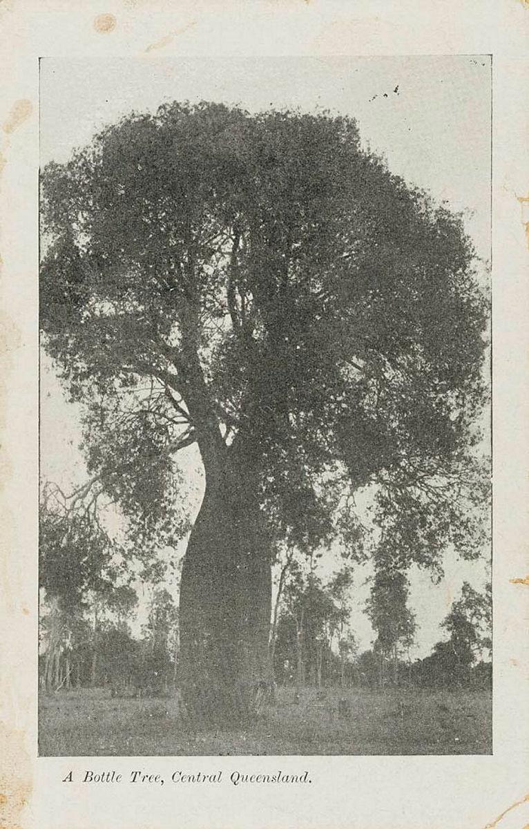 Artwork A bottle tree, Central Queensland this artwork made of Postcard: Black and white print, created in 1895-01-01