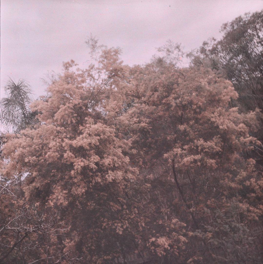 Artwork (Landscape with wattle trees) this artwork made of Cellulose acetate Dufay colour transparency (originally in a glass mount), created in 1935-01-01