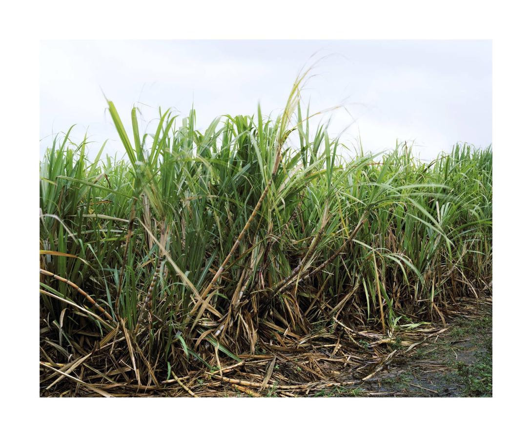 A photograph of tall grass growing under a light blue sky.