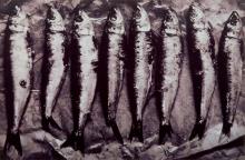 A black and white photograph of eight fish laid out in a row