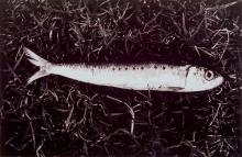 A black and white photograph of a fish on a grassy background