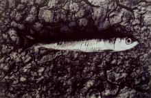A black and white photograph of a fish on a stony background
