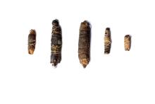 A photograph of what appear to be five bundles of plant matter of various sizes, photographed against a white background.