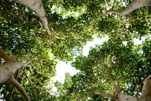 A view of the green leaves of a Bodhi tree as photographed from below.