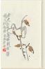 Woodblock print in Ch'i PAI-SHIH, 'Bird and flower studies'.