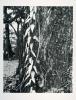 The third gelatine silver photograph of trees and foliage in Simryn Gill's 'Forest (portfolio)'.