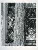 The tenth gelatine silver photograph of trees and foliage in Simryn Gill's 'Forest (portfolio)'.