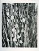 The fourteenth gelatine silver photograph of trees and foliage in Simryn Gill's 'Forest (portfolio)'.