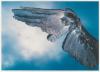 The third photograph in Michael Riley's 'cloud (portfolio)' depicting a bird's wing.