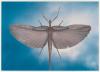 The fourth photograph in Michael Riley's 'cloud (portfolio)' depicting a winged insect.