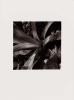 The fifth gelatin silver photograph on paper in Carl Warner's 'Overwhatwecreatewehavenocontrol' series depicting a close-up image of foliage.