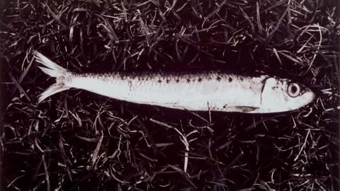 A black-and-white photograph of a fish which lies on grass or hay.