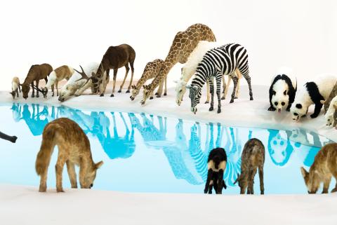 An installation view of Heritage, a large-scale sculptural artwork depicting wild animals drinking at a still blue pool of water.