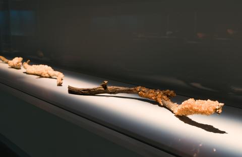 An installation view of two wooden branches or wands with crystallised minerals grown over them, displayed inside a glass case on a grey background.