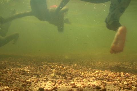 A still photograph taken underwater; the feet of swimmers are visible near the river floor in the greenish water.